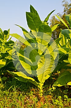 Tobacco plant