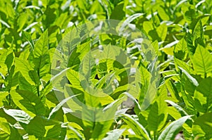 Tobacco plant