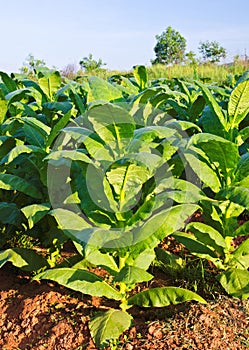 TOBACCO PLANT