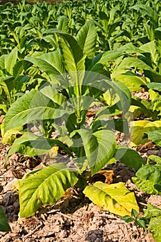 Tobacco plant in the farm