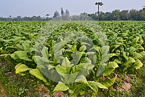 Tobacco plant in farm of thailand