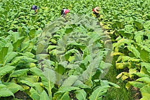 Tobacco plant in farm of thailand