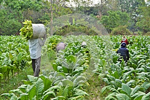 Tobacco plant and farmer in farm