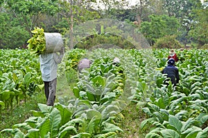 Tobacco plant and farmer in farm photo