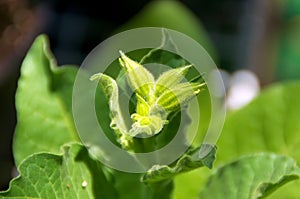 Tobacco plant flower buds