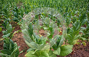 tobacco plant flowers, Tobacco field