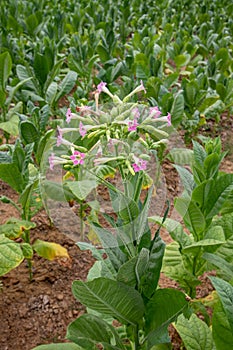 tobacco plant flowers, Tobacco field