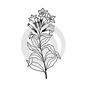 Tobacco plant, flowers. Vector stock illustration eps10. Isolate on a white background, outline. Hand drawing.