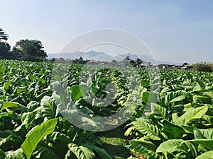 tobacco plant grow in production field
