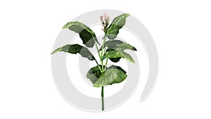 Tobacco plant