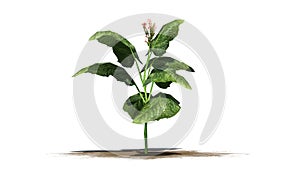 Tobacco plant