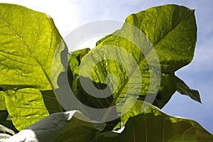 Tobacco plant leaves photo