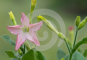 Tobacco plant nicotiana