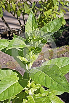 Tobacco plant, Nicotiana tabacum, on garden, Rio