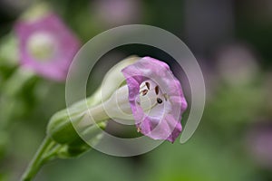 Tobacco plant Nicotiana tabacum, pink flower in close-up photo