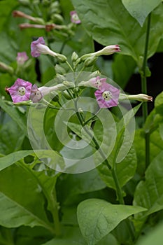 Tobacco plant Nicotiana tabacum, pink flowers in close-up