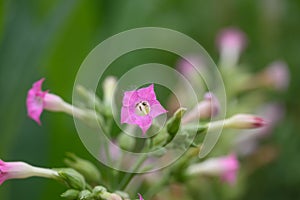 Tobacco plant Nicotiana tabacum, pink flowers in close-up photo
