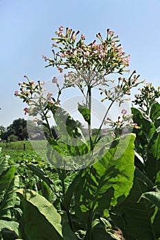 Tobacco plant with pink flowers and green leaves on blue sky background