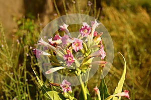 Tobacco plant (Nicotiana tabacum) with pink flowers in orchard.