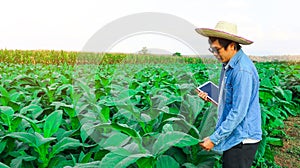 Tobacco plant owner holding tablet Inspecting tobacco leaves