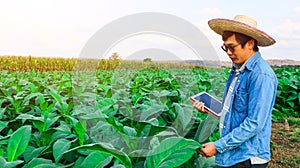 Tobacco plant owner holding tablet Inspecting tobacco leaves