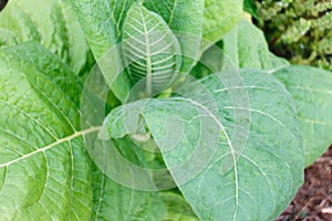 Tobacco plant