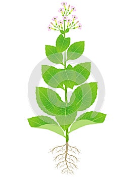 Tobacco plant with roots and flowers on a white background.