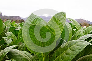 Tobacco plant at tobacco farm in Cuba