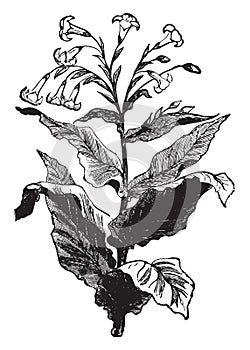 Tobacco Plant vintage illustration