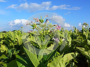 Tobacco plantation