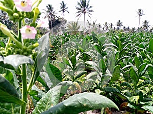 Tobacco Plantation