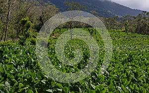 A tobacco plantation with and active volcano in the background on the island of Ometepe, Nicaragua