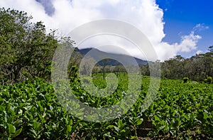 A tobacco plantation with and active volcano in the background on the island of Ometepe, Nicaragua