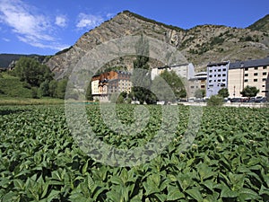 Tobacco plantation in Andorra