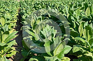 Tobacco plantation field. Nicotiana tabacum