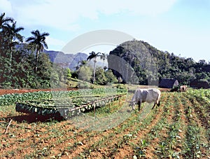 Tobacco field, Pinar del Rio Province, Cuba photo