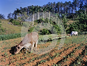 Tobacco field, Pinar del Rio Province, Cuba photo