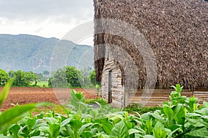 Tobacco plantation and tobacco curing barn in Cuba