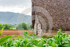 Tobacco plantation and tobacco curing barn in Cuba photo