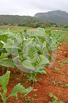 Tobacco Plantation, Vinales, Cuba