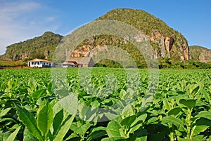 Tabaco plantación en 