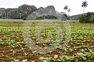 Tobacco plantation in the Vinales valley