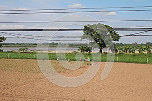 Tobacco planting