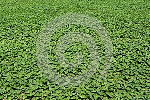 Tobacco planting