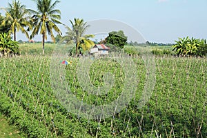 Tobacco planting