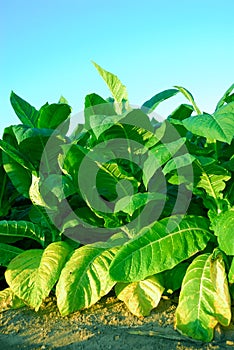 Tobacco Plants