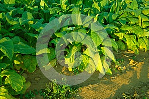 Tobacco Plants