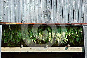 Tobacco Plants