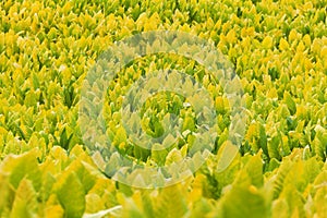 Tobacco plants