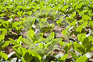 Tobacco plants